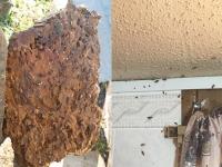 Residential Pest Control image 4